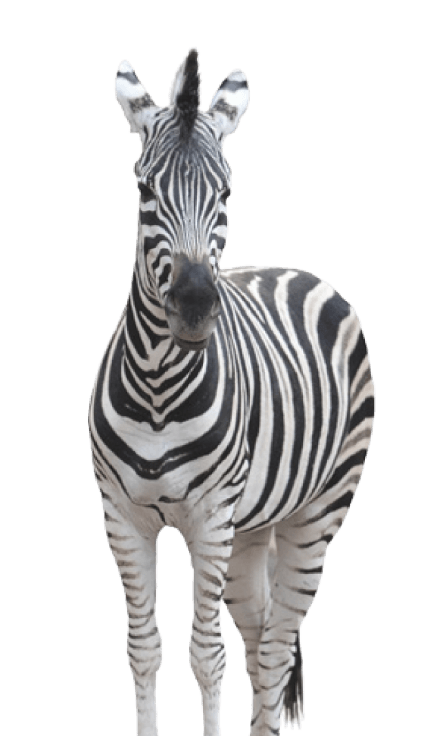 zebra zebra